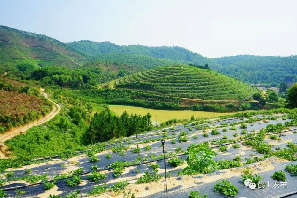 推进“百千万”工程！龙口镇“退桉还茶”标准化试验二期项目启动_腾讯新闻
