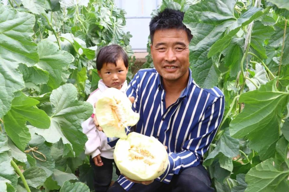 皋兰县首批白兰瓜“甜蜜”上市_腾讯新闻