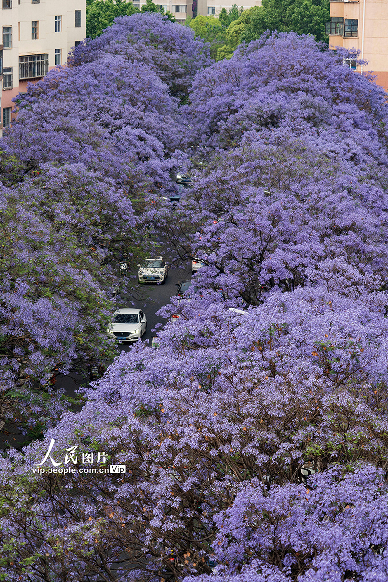 云南昆明:蓝花楹进入盛花期