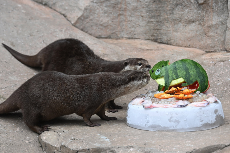 世界水獭日,深圳野生动物园水獭享用"刺身大餐"