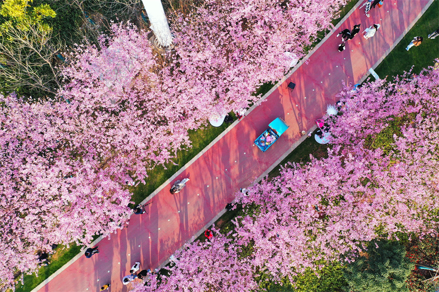 江西省赣县樱花公园图片