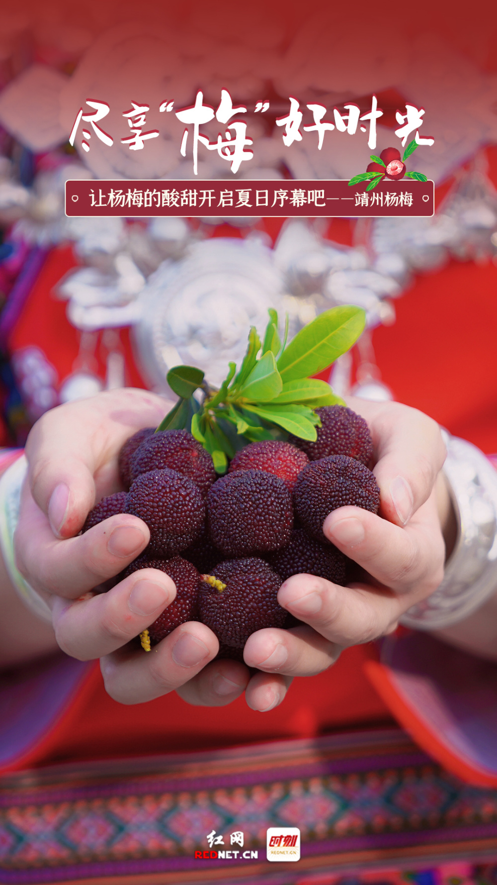 海报|红果缀满青枝 闯入靖州杨梅的浪漫香甜
