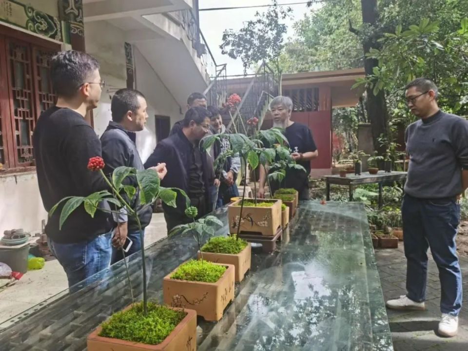 文山故事丨白光:在盆景的世界里追梦