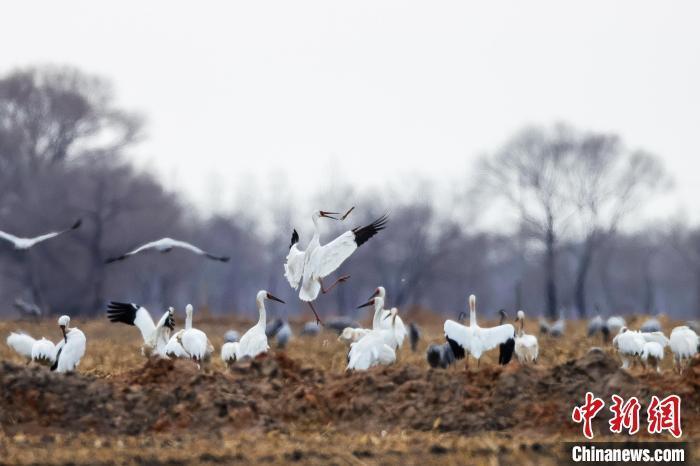 内蒙古百鸟天堂迎候鸟迁徙高峰白鹤数量大幅提升