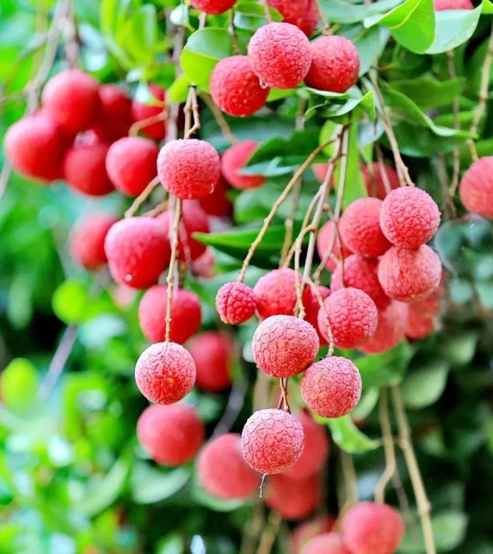 君知否迟熟只为等你广西苍梧县沙头镇迟熟荔枝已开始成熟上市