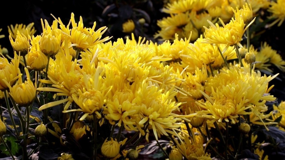 村村有好戏菊花香里看滕州乡村丰景