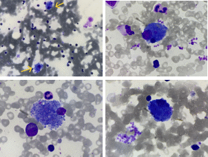 海蓝组织细胞知多少
