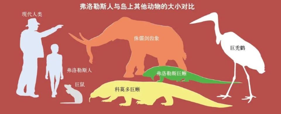 来说,由于食物变少,大型动物会倾向于变小,比如侏儒剑齿象,侏儒河马