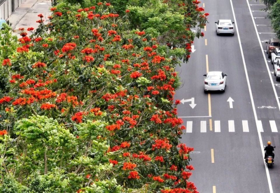 与潭江相畔火焰树绚烂夺目漫步行走沿开平市区祥龙南路鸟语如籁花正红
