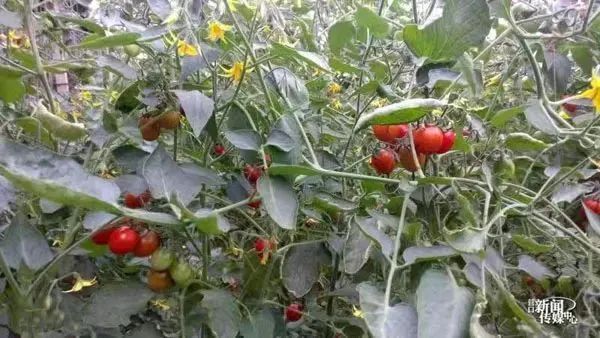 "新质生产力"绘就乡村振兴新画卷——营口科技赋能