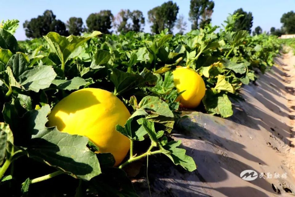 "民勤蜜瓜"熟啦!一起来做"吃瓜"群众