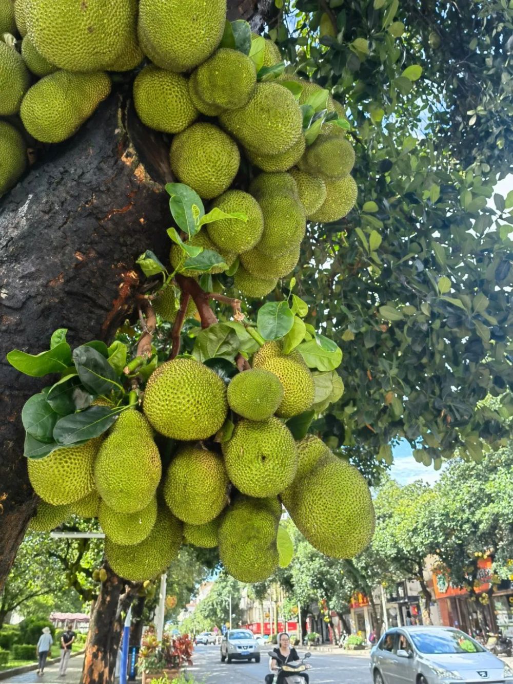 快来参与芒市共绘文明果街头写生活动来啦