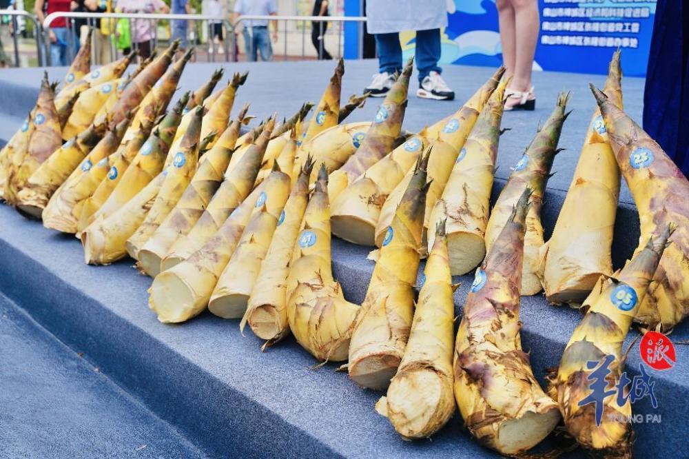 让"师出张槎"城市ip走向全国!