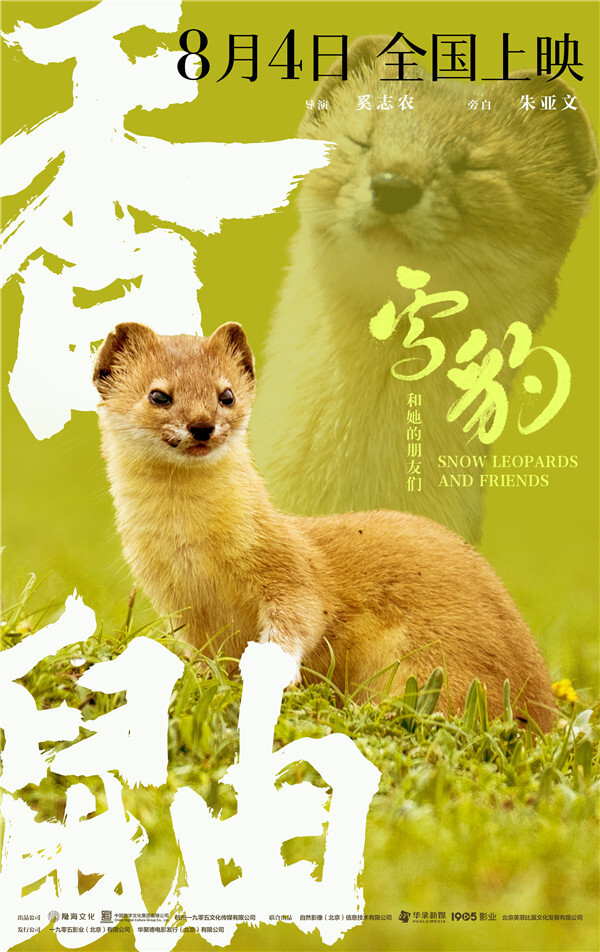 好方的一张脸,好小的一双眼——快看,是我们靠颜值出圈的藏狐正大胆