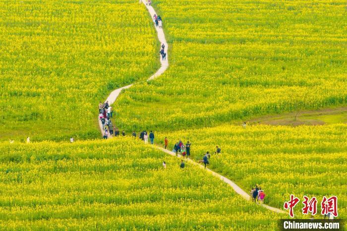 重庆广阳岛油菜花开春意浓满目金黄引游人