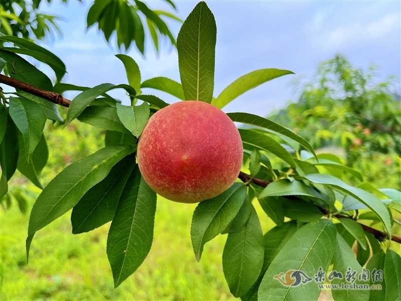 结满果实的桃树图片图片