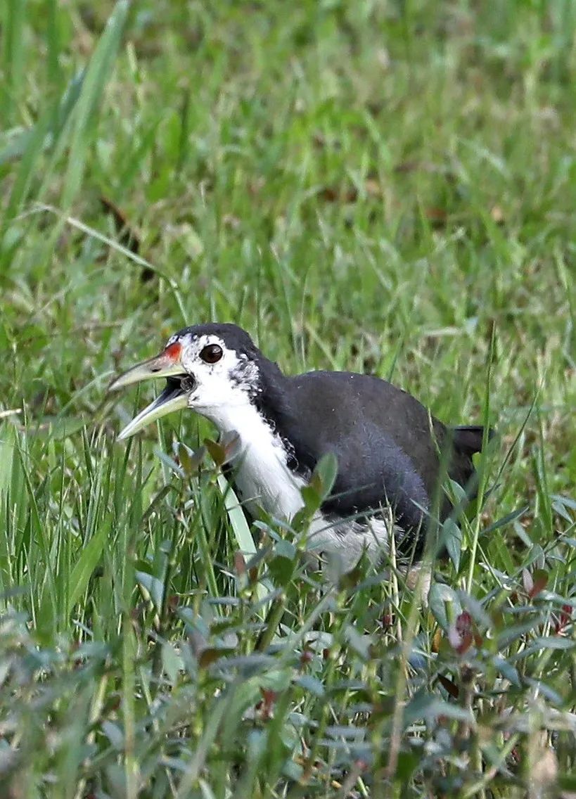 谷雨| 夏日里的社牛:听得懂粤语,英语和鸟语_腾讯新闻