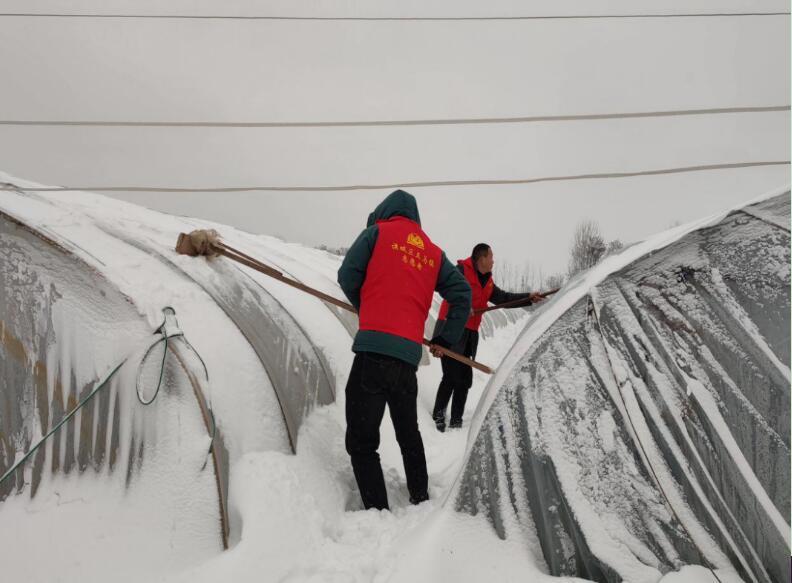 亳州市谯城区五马镇清理大棚积雪保障农业生产