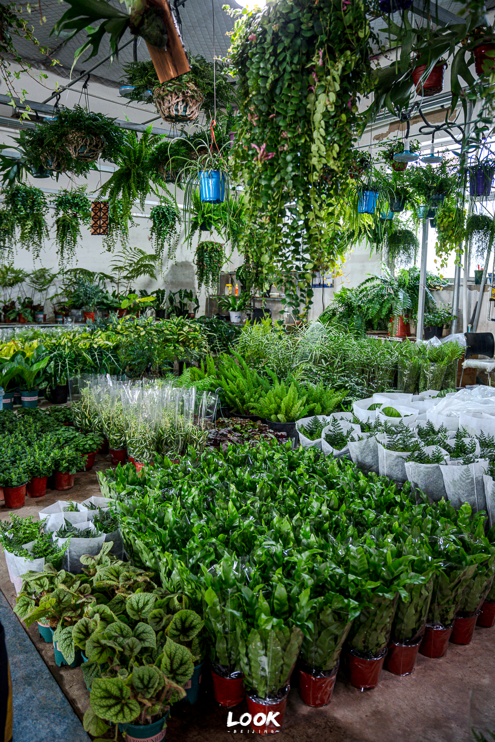 北京最值得去的花市 · 人均20元