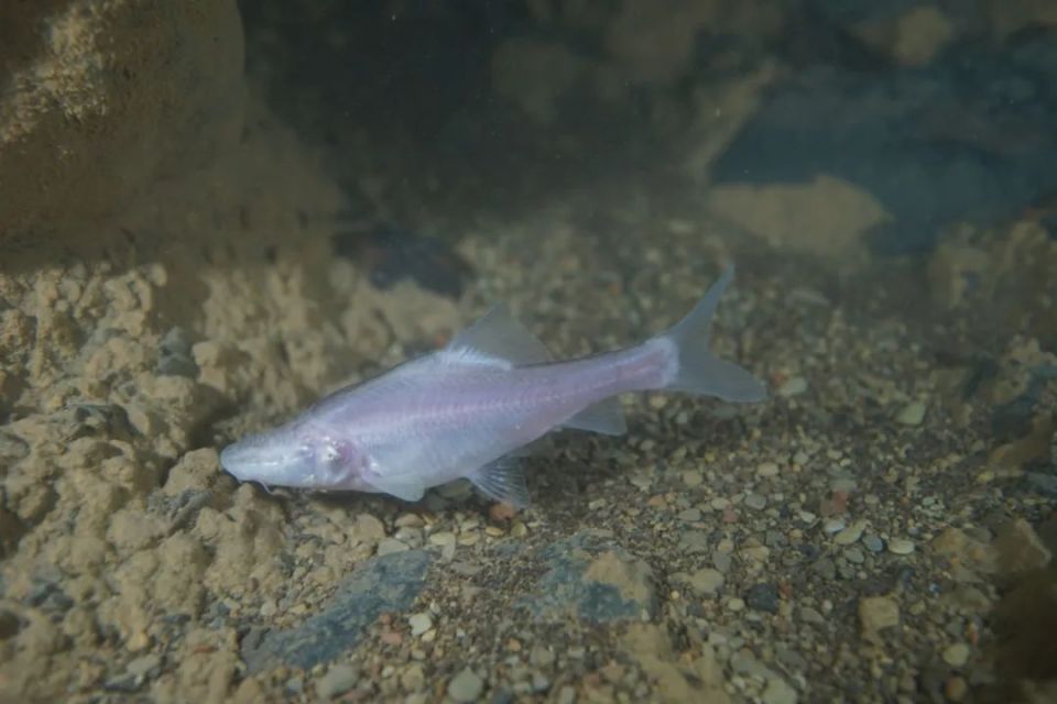 长江,再添新种!