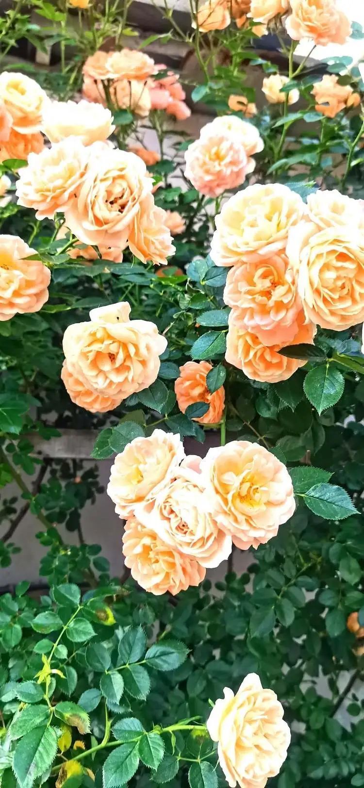 【四季皆美】蔷薇开,浅夏来