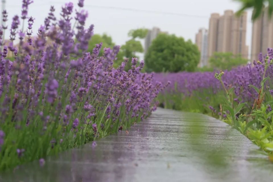 上远远望去,一簇簇紫色的花穗随风起伏,绵延如浪,还没踏入薰衣草花田
