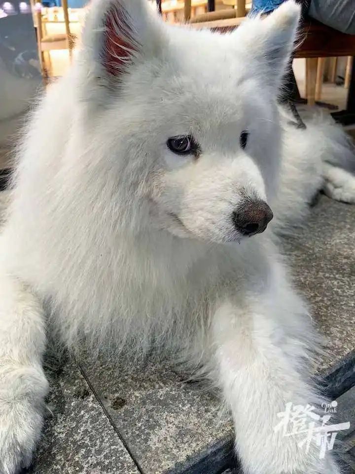 拍照的时候我们都会喜欢靠后一些,这样可以显脸小.