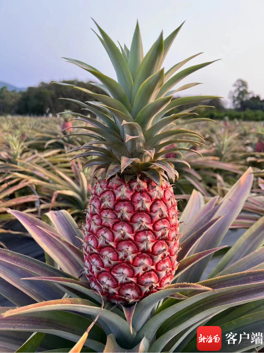 冰糖红菠萝见过吗?