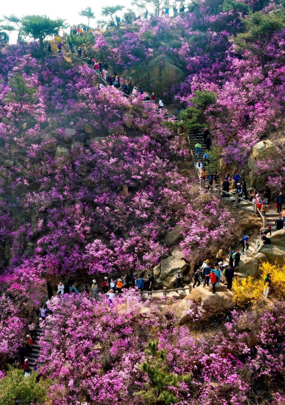 大珠山花期图片