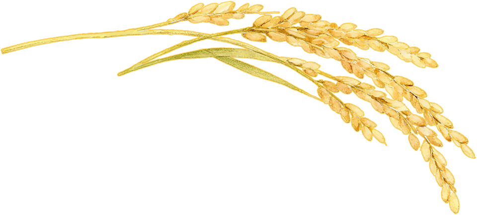 关于2025佛山高明稻田马拉松欢乐跑赛事调整的公告