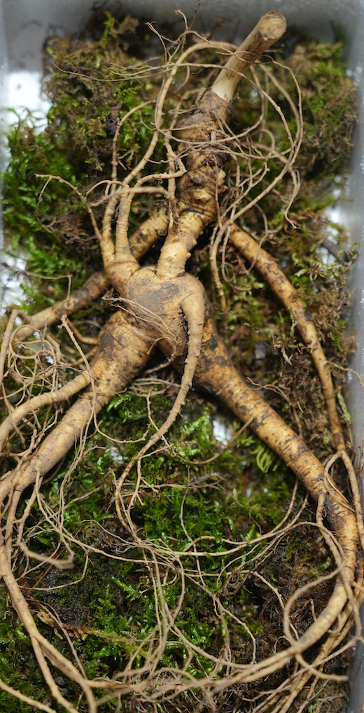 奔波几千里,寻来长白山野山参,三伏天全家补益,特给力!