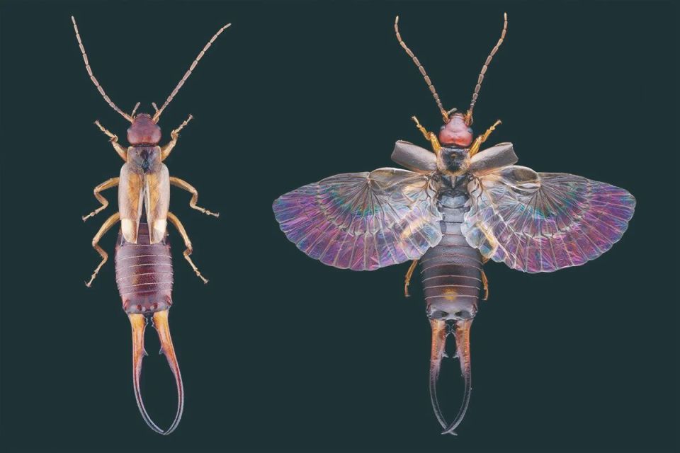 手术钳怎么拿折纸竟然可以如此高端！_https://www.jmylbn.com_新闻资讯_第16张