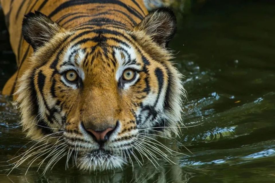 老虎回归之后世界上四分之三的野生虎生活在印度,因为栖息地的破坏