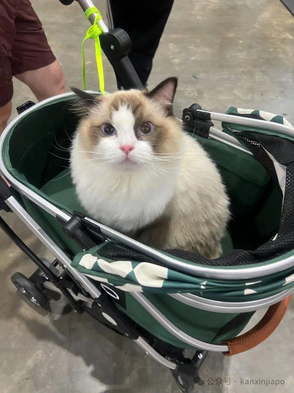 2024年新加坡猫咪节开幕啦，这里也有中国的狸花猫？！-腾讯新闻