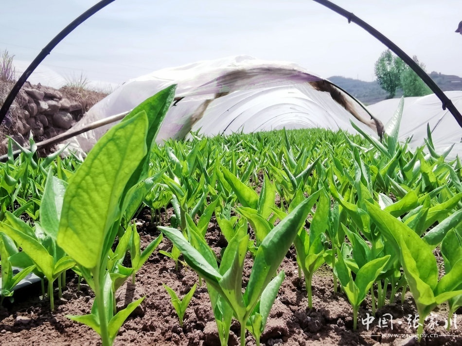 【喜迎70週年縣慶】恭門鎮:半夏種植開出鄉村振興