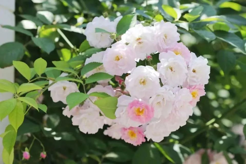 初夏的浪漫,乘坐公共交通邂逅蔷薇花海