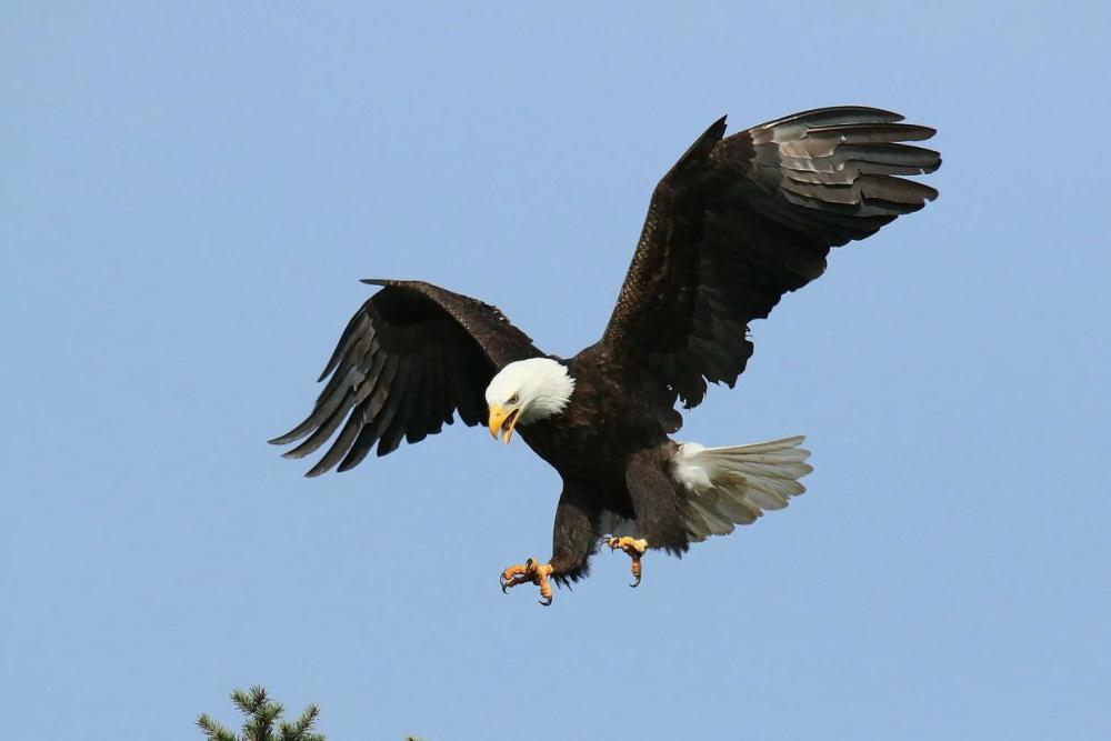 它是美国的国鸟带你深入了解白头海雕