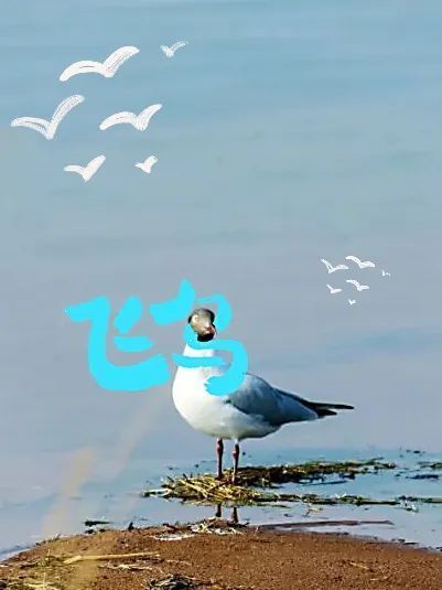 图片