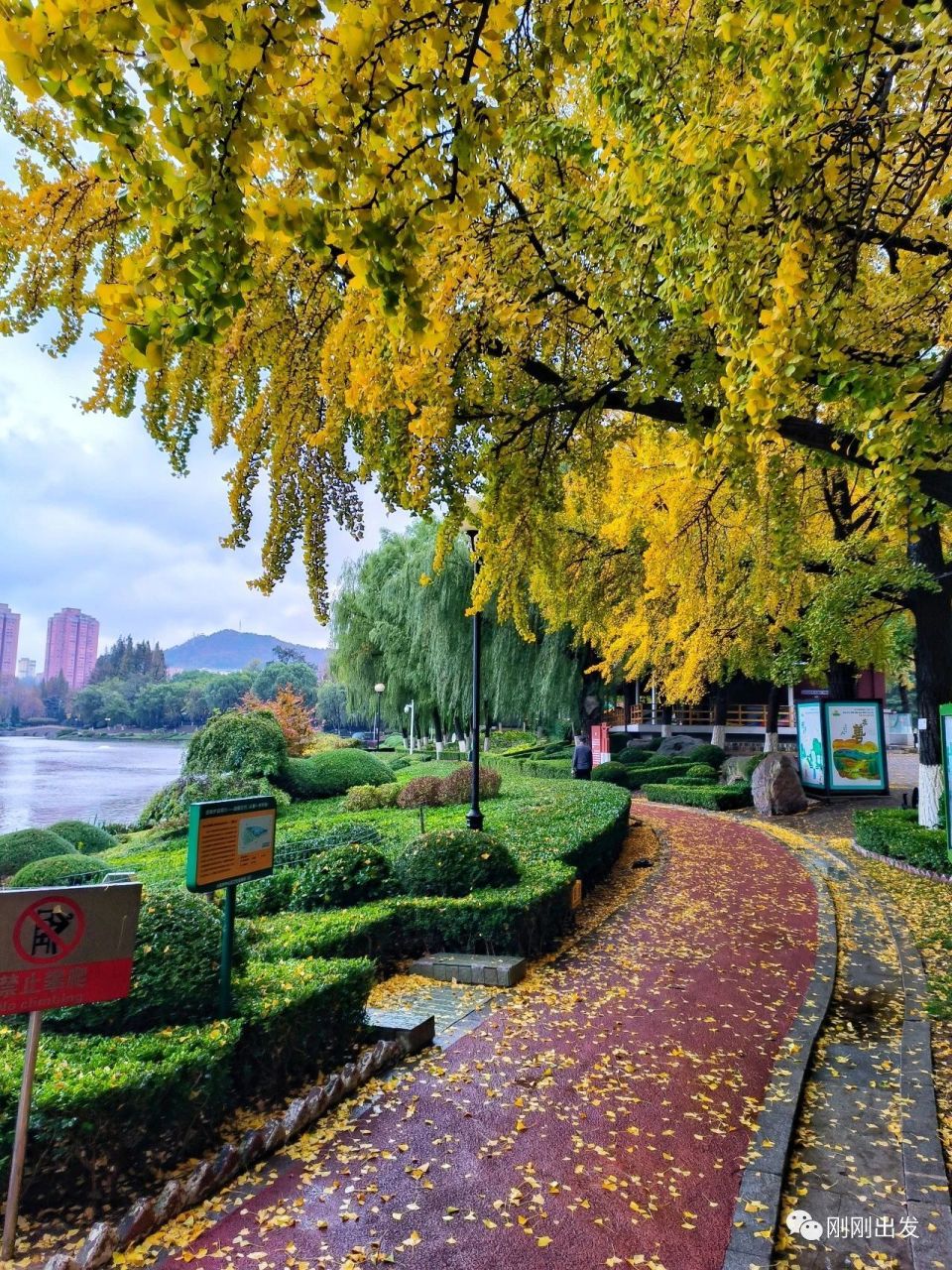 大雨后的大连儿童公园银杏,看看美不美