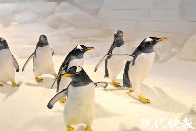 "显眼包"企鹅认人当"大哥"