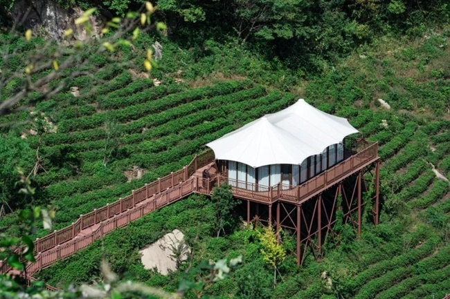 茶区变"景区",信阳如何将一片"绿叶子"打出"金名片"?