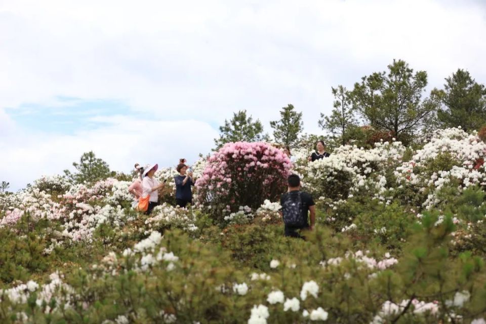 宝山镇戛立村:漫山杜鹃花绽放好"钱景"