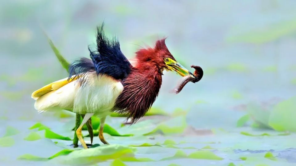 这么近,那么美,周末到河北丨让衡水湖的鸟"飞"上邮票"走"向世界