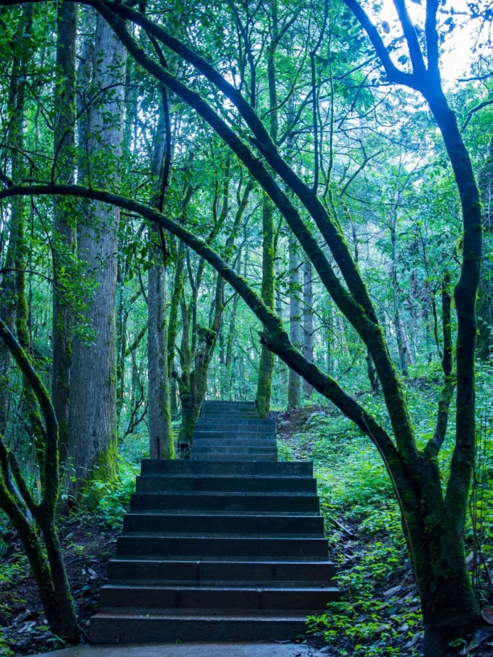 快来"夏"载这份鸡足山多样玩法攻略,开心过暑假吧!