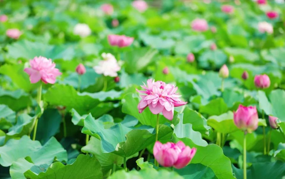 台州再添一处网红打卡地,100多亩荷花盛开