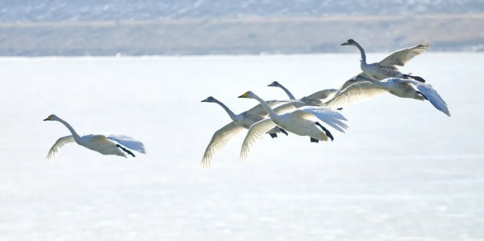 济南,凭什么吸引了它们?