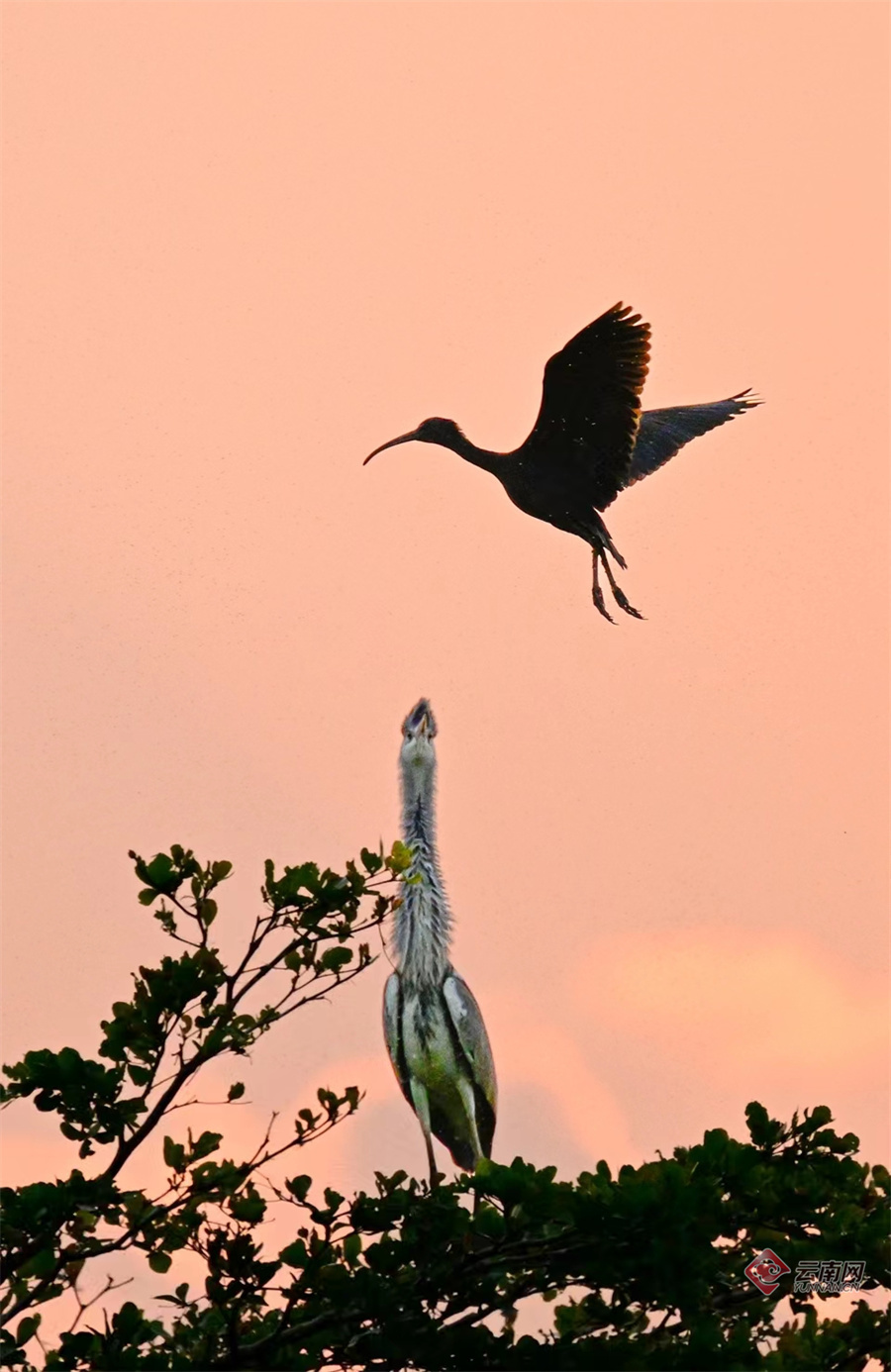 高清组图国宝级鸟类彩鹮现身开远
