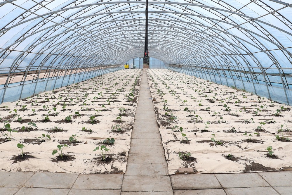 庄管理区水稻育秧基地,本应空空如也的育秧超级大棚这几天却人头攒动