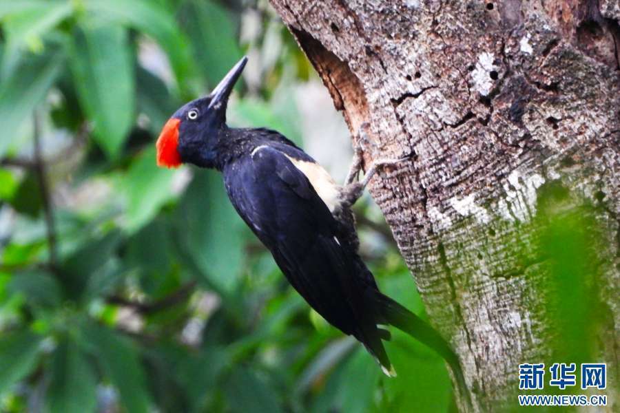 美好生活在云南无量山拍摄到白腹黑啄木鸟育儿影像