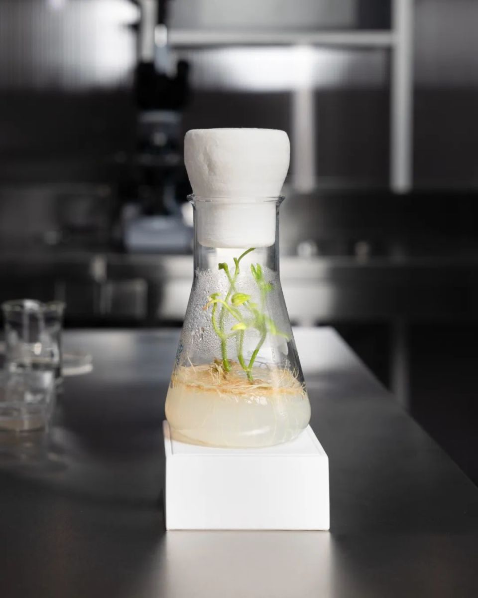 在实验室培养皿中重新培育出整棵植物,然后通过切叶获取新生的细胞